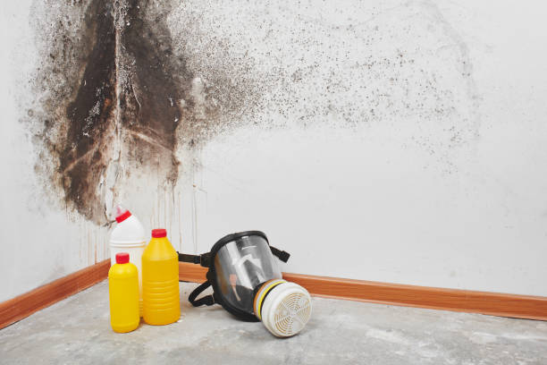Best Mold Testing  in Harlem, FL
