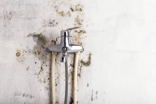  Harlem, FL Mold Removal Pros