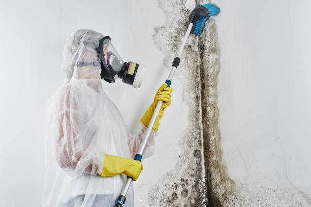 Best Emergency Mold Removal  in Harlem, FL
