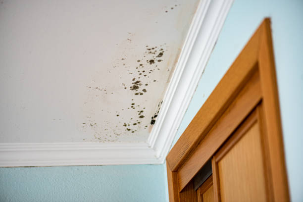 Best Local Mold Removal Service  in Harlem, FL
