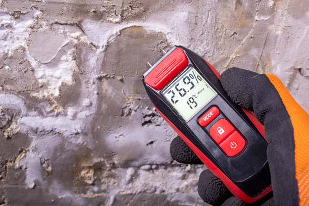 Trusted Harlem, FL Mold Removal Experts