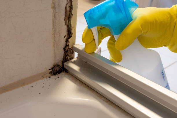 Office Mold Removal Services in Harlem, FL