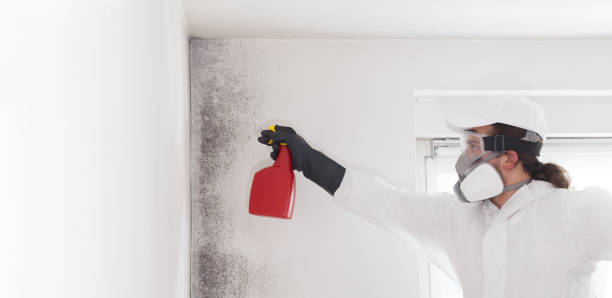 Best Best Mold Removal Companies  in Harlem, FL