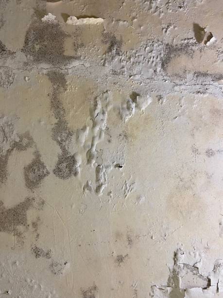 Best Commercial Mold Removal  in Harlem, FL