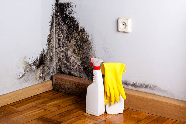 Best Black Mold Removal  in Harlem, FL